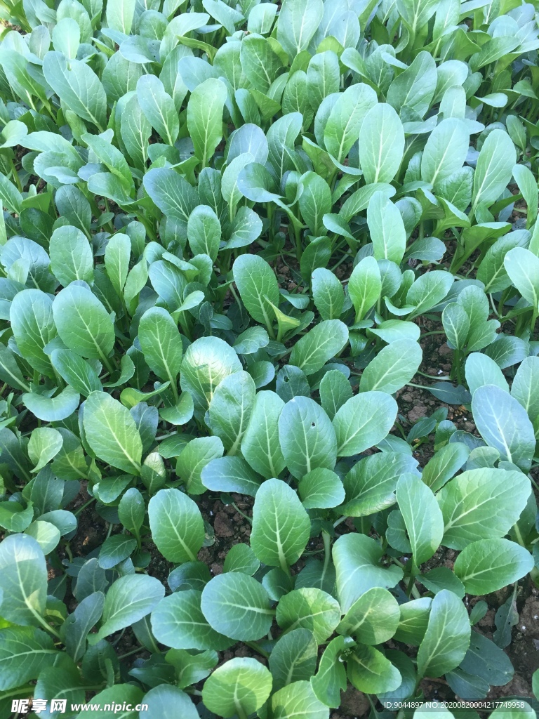 青菜