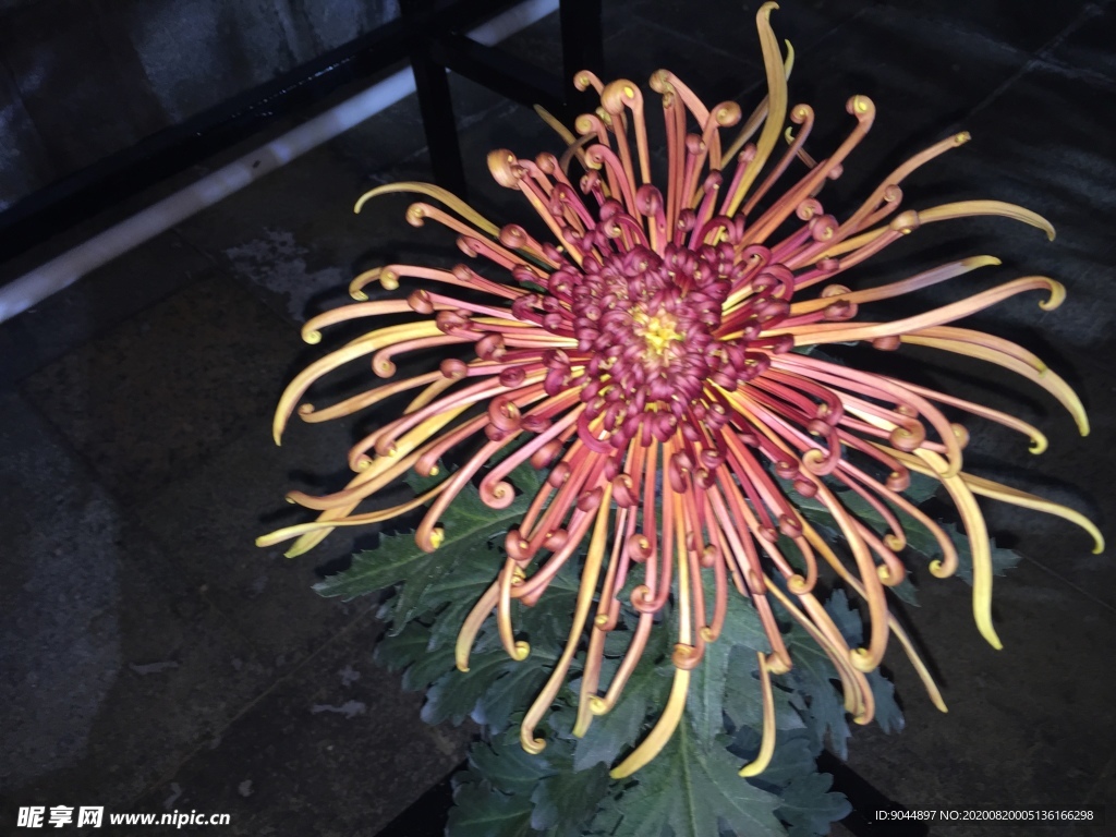 菊花