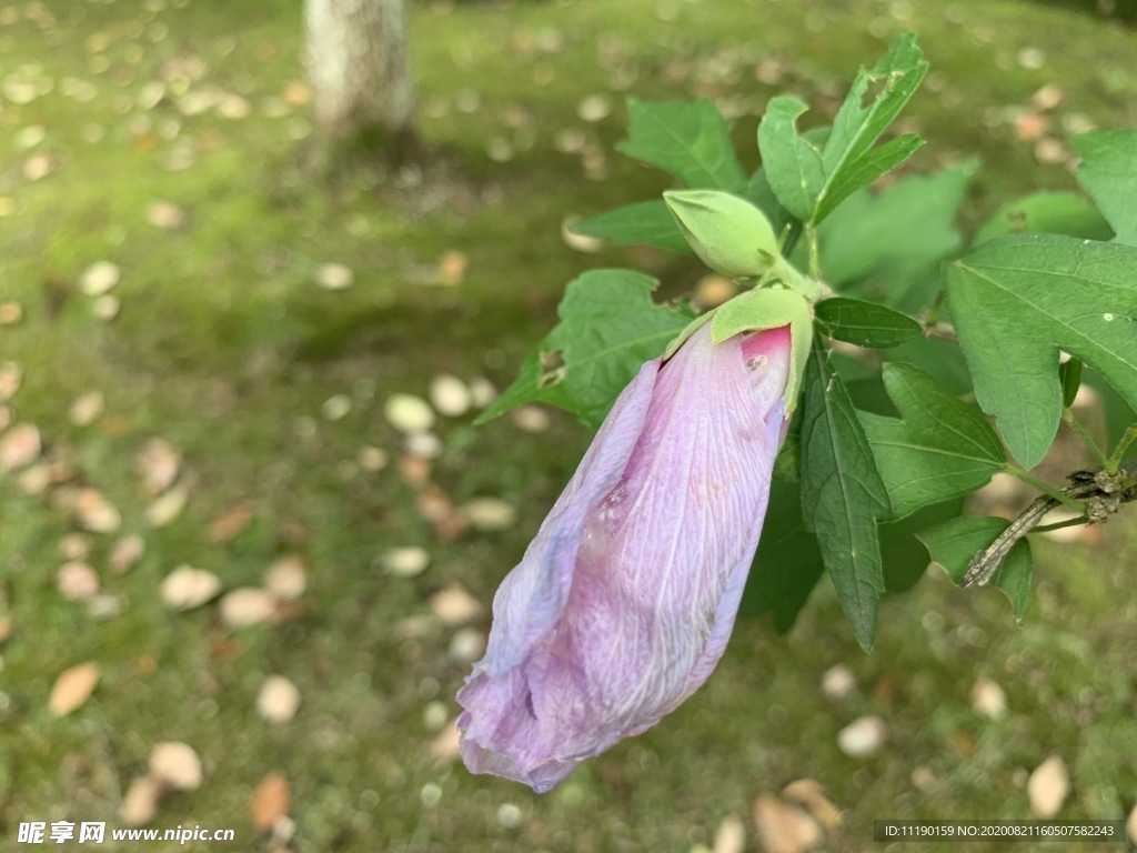 木槿花苞