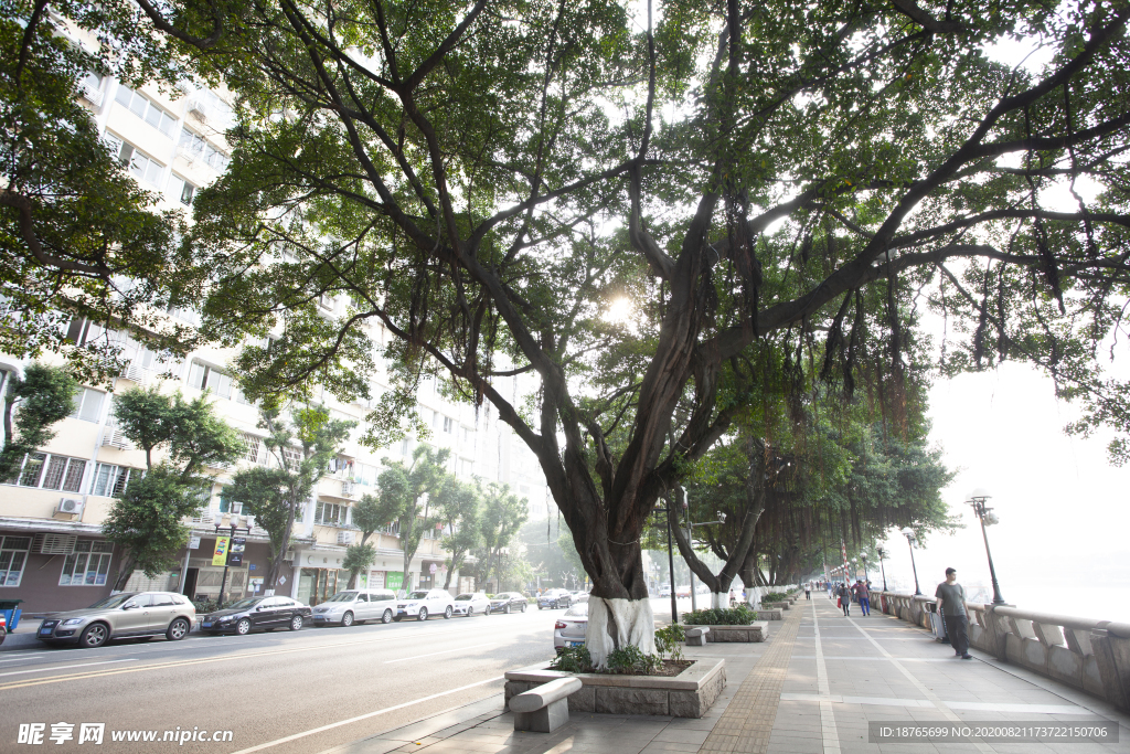 广州百年老树