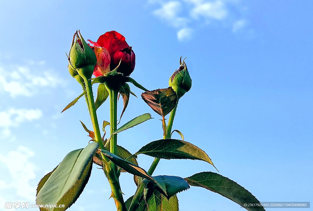 月季花