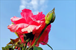 月季花