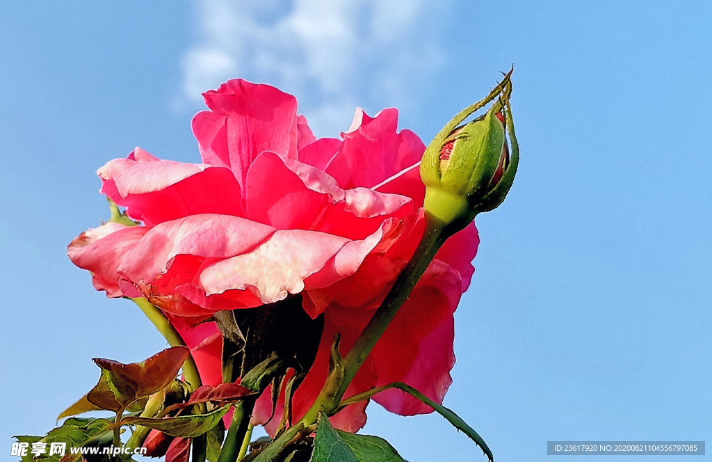月季花