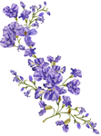 手绘紫色花朵