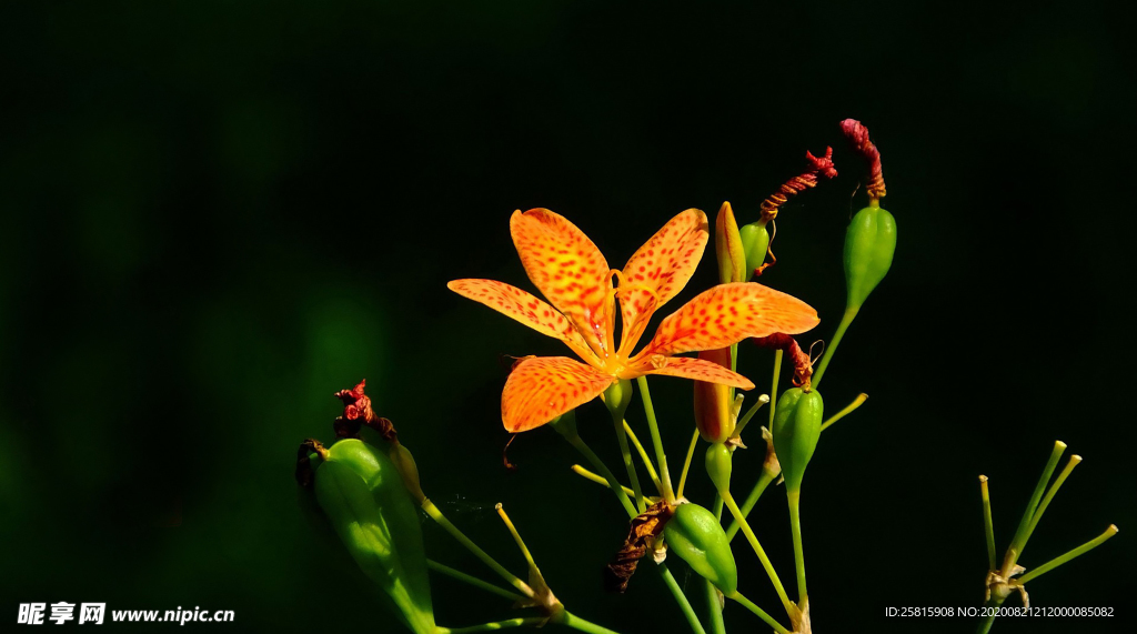 射干花