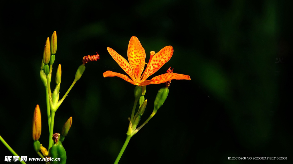 射干花