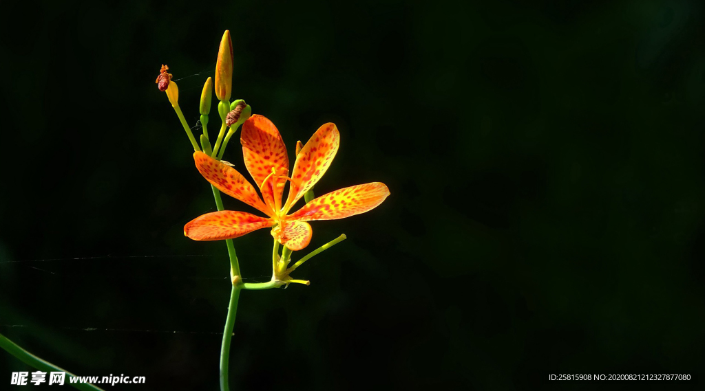 射干花