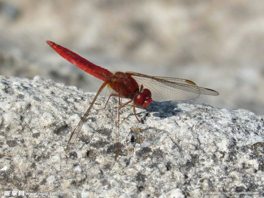 红蜻蜓