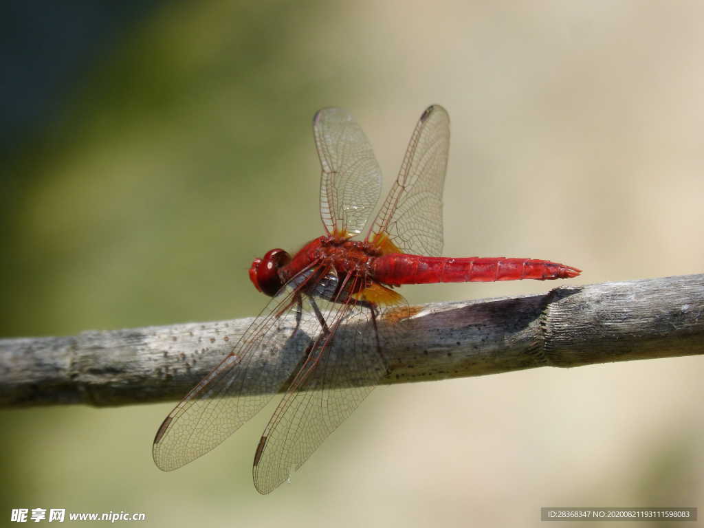 红蜻蜓
