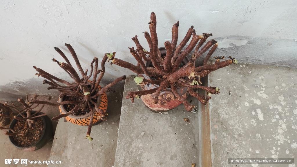 植物
