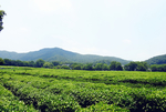 茶园风景