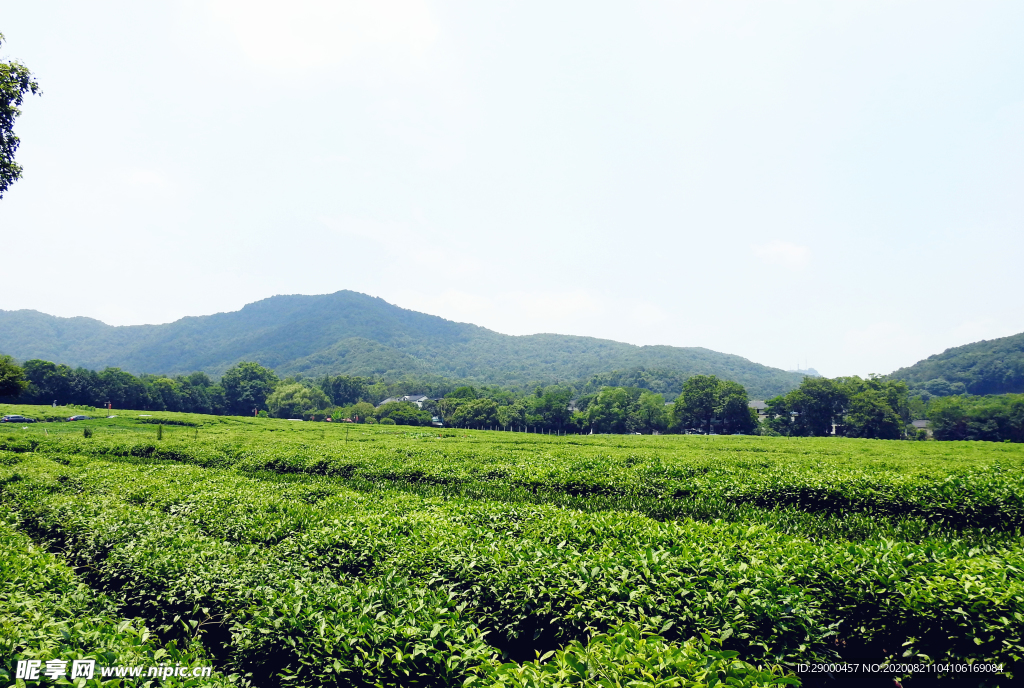 茶园风景