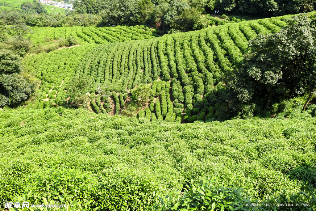 茶园风景