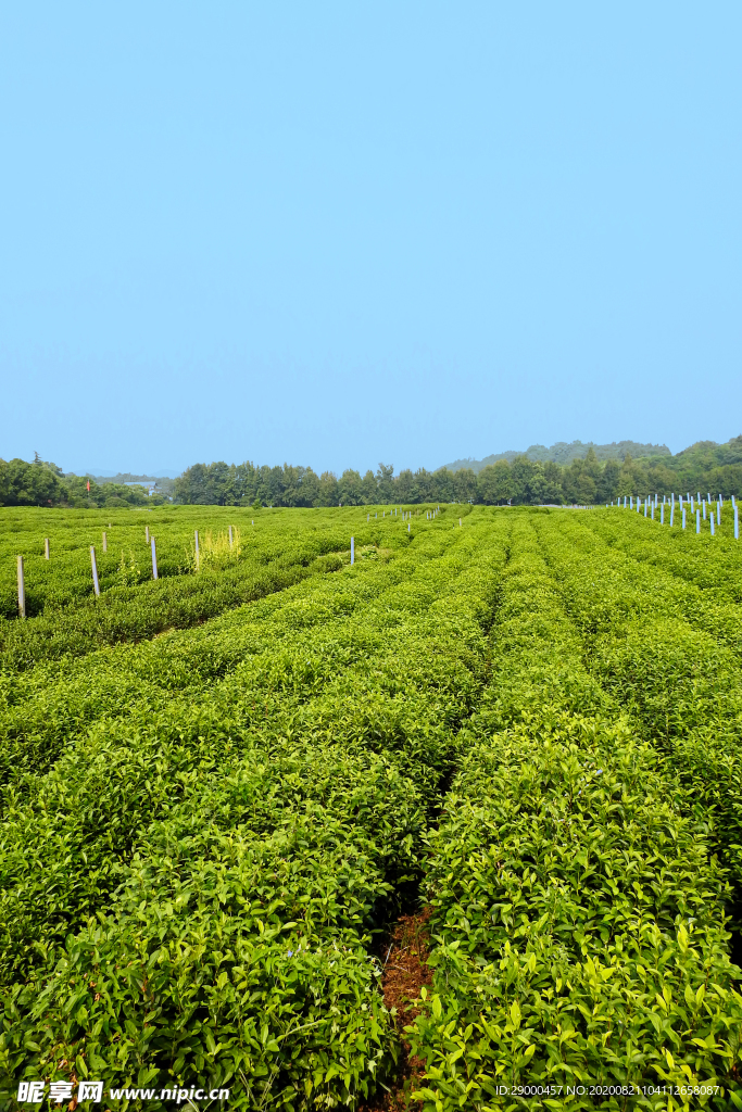 茶园风景