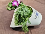 茼蒿