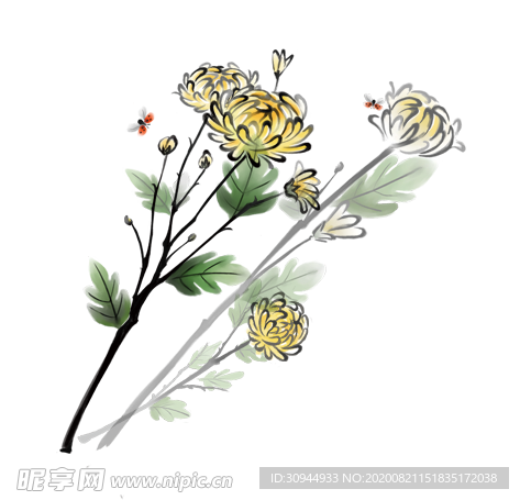水墨菊花