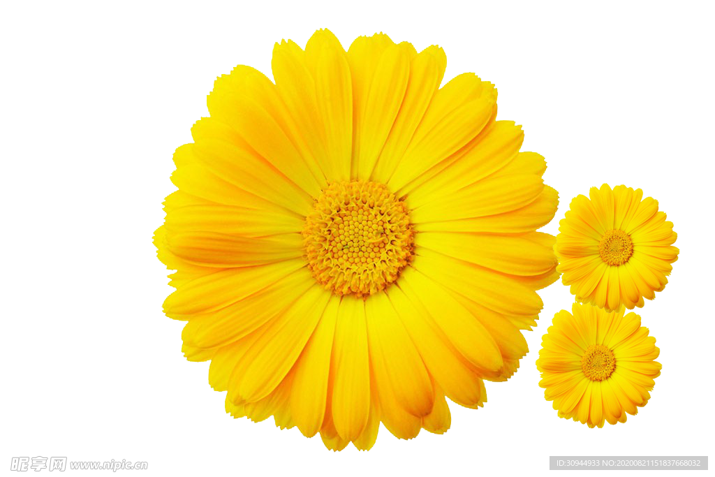 菊花装饰