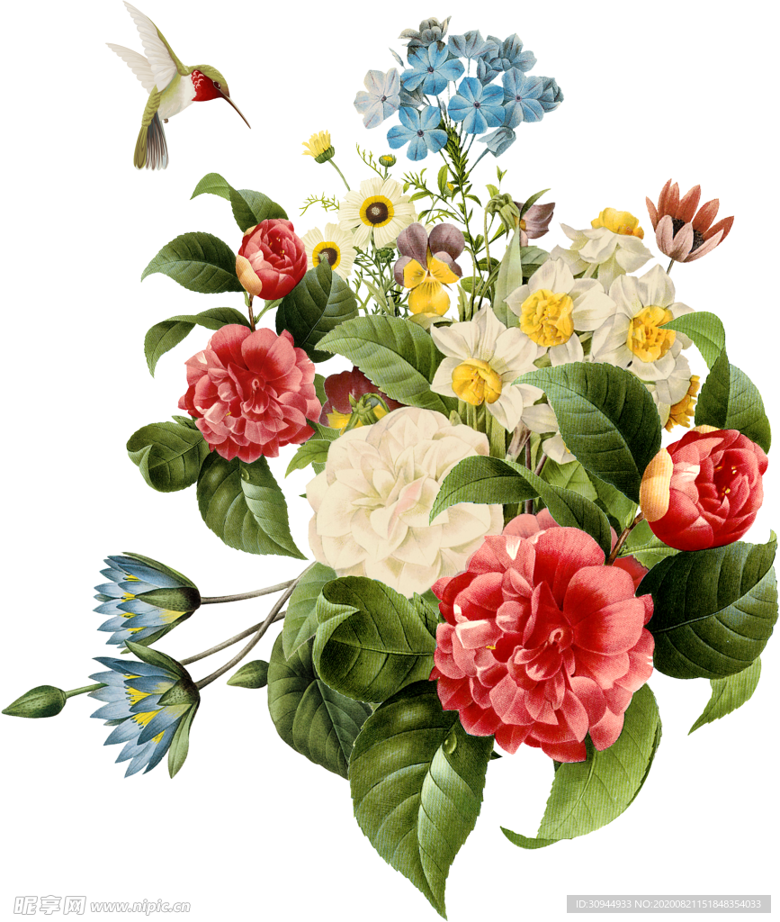 菊花素材