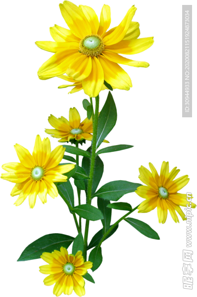 菊花装饰