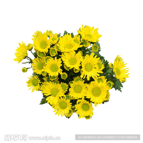 菊花装饰