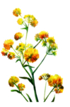菊花装饰