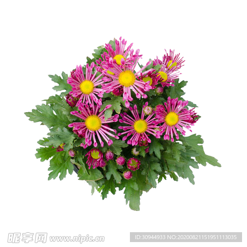菊花装饰