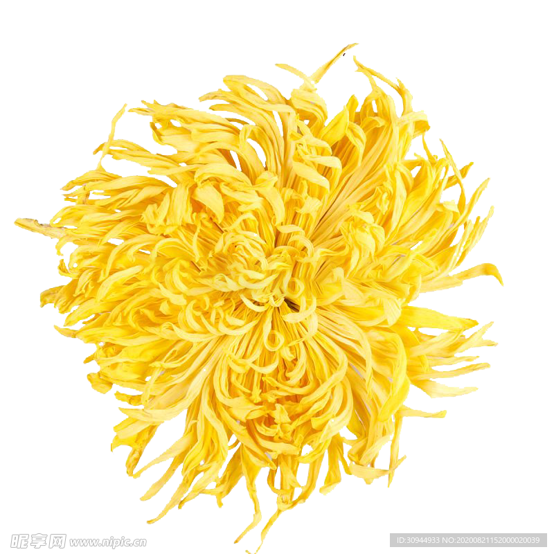 菊花装饰