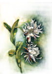 菊花装饰