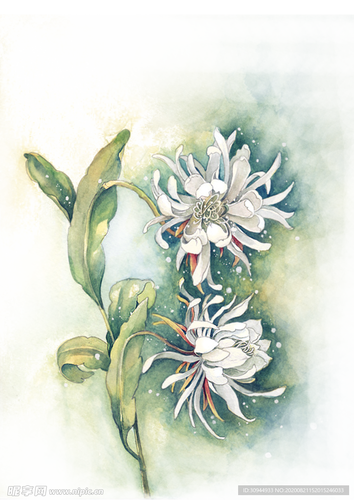 菊花装饰