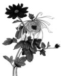 菊花素材