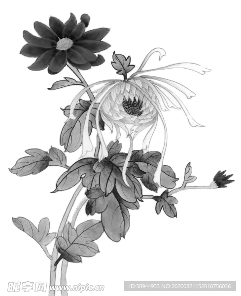 菊花素材