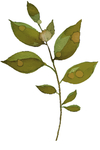 小清新水彩植物树枝