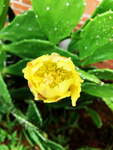仙人掌花