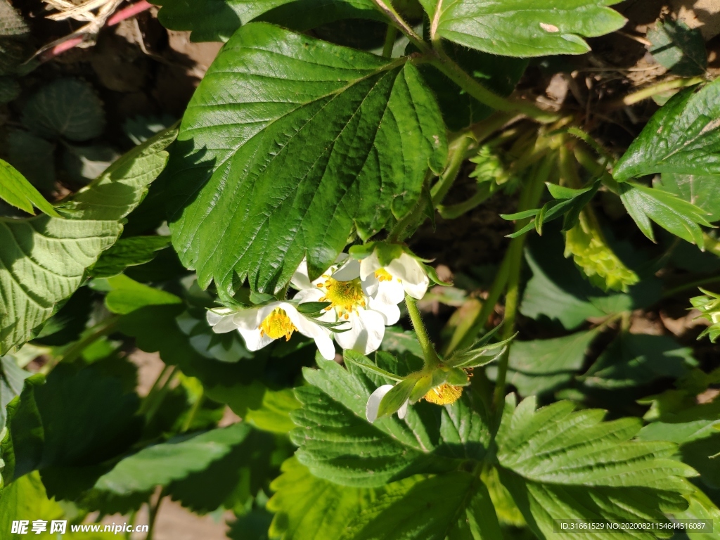 草莓花朵