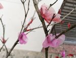 蜡花