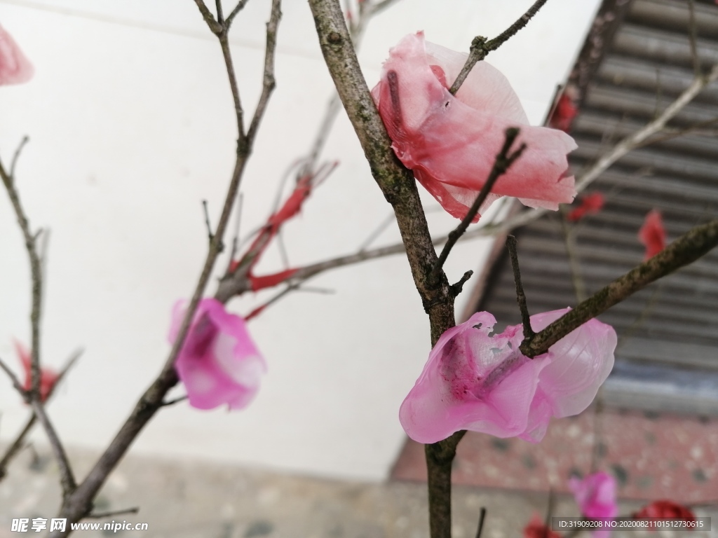 蜡花