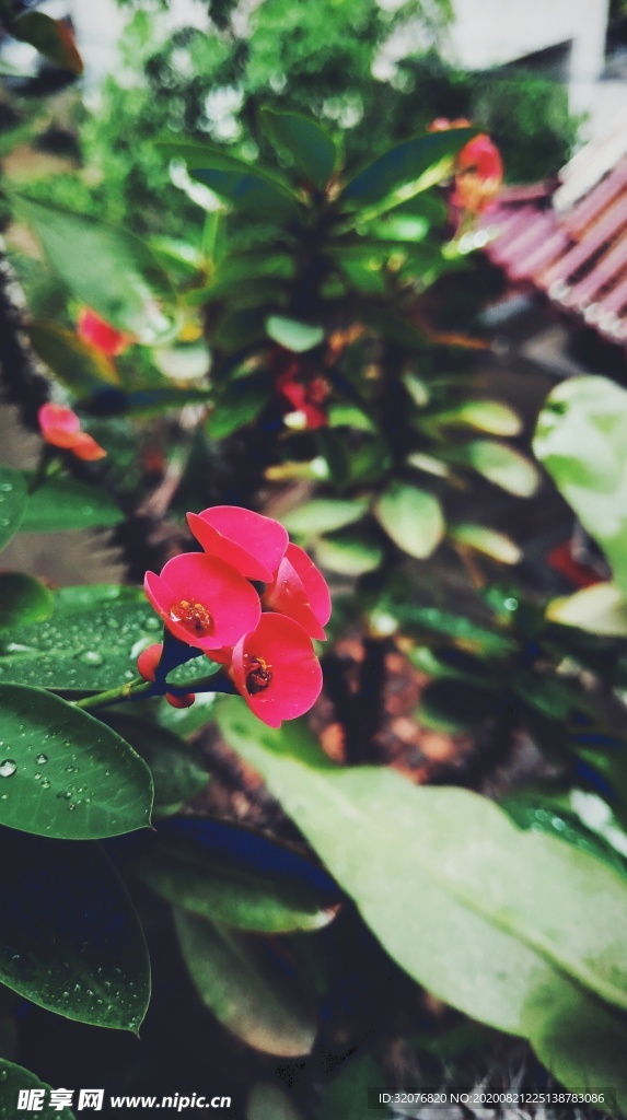 花