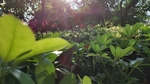 清晨阳光