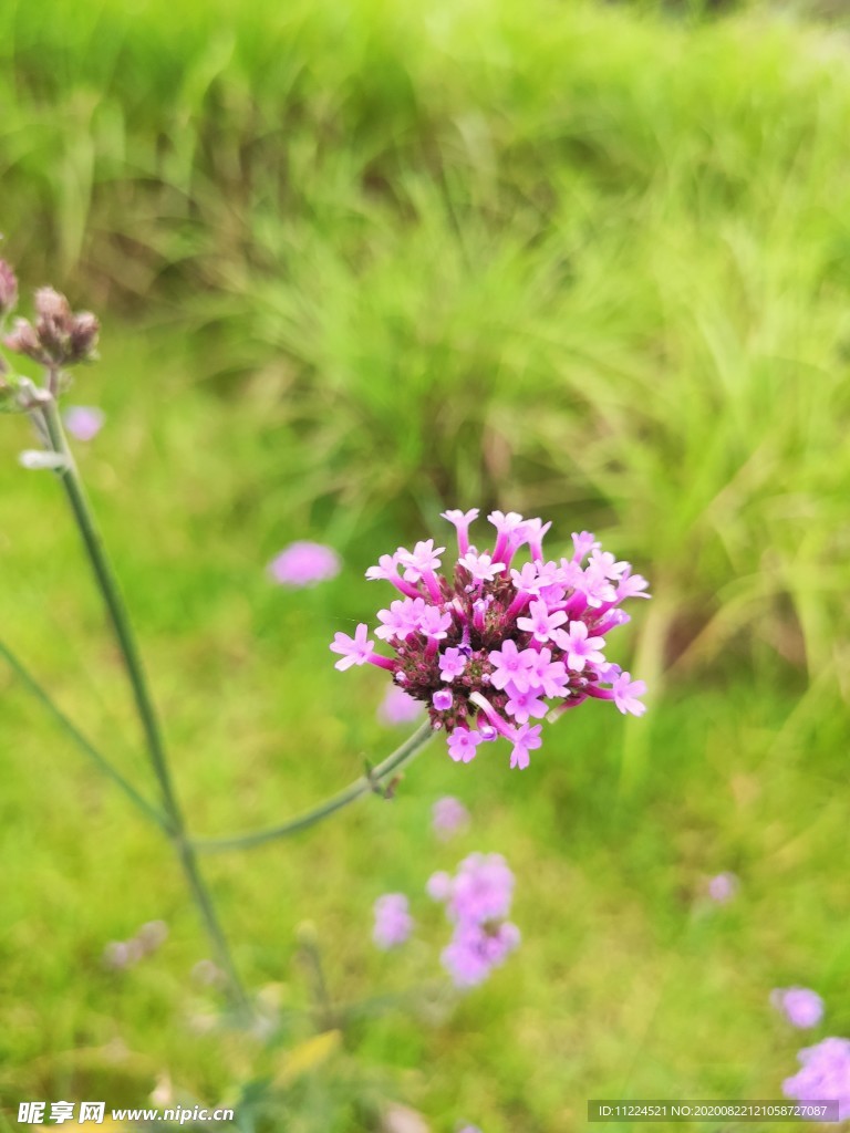 绣球花