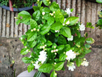 茉莉花