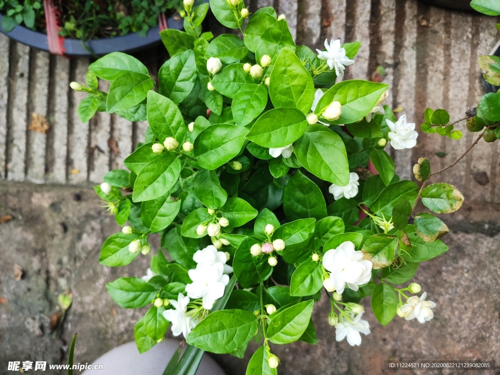 茉莉花
