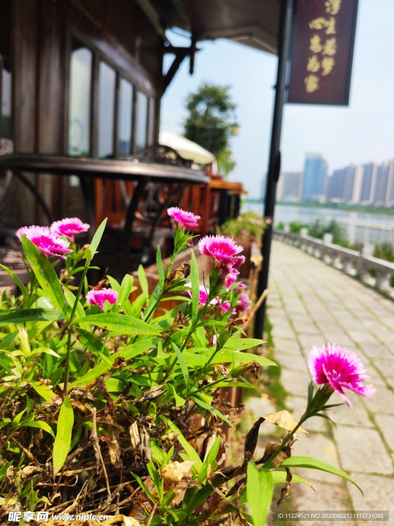 石竹花
