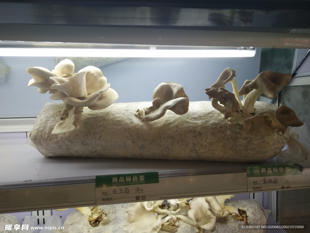 野生菌