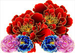 牡丹花