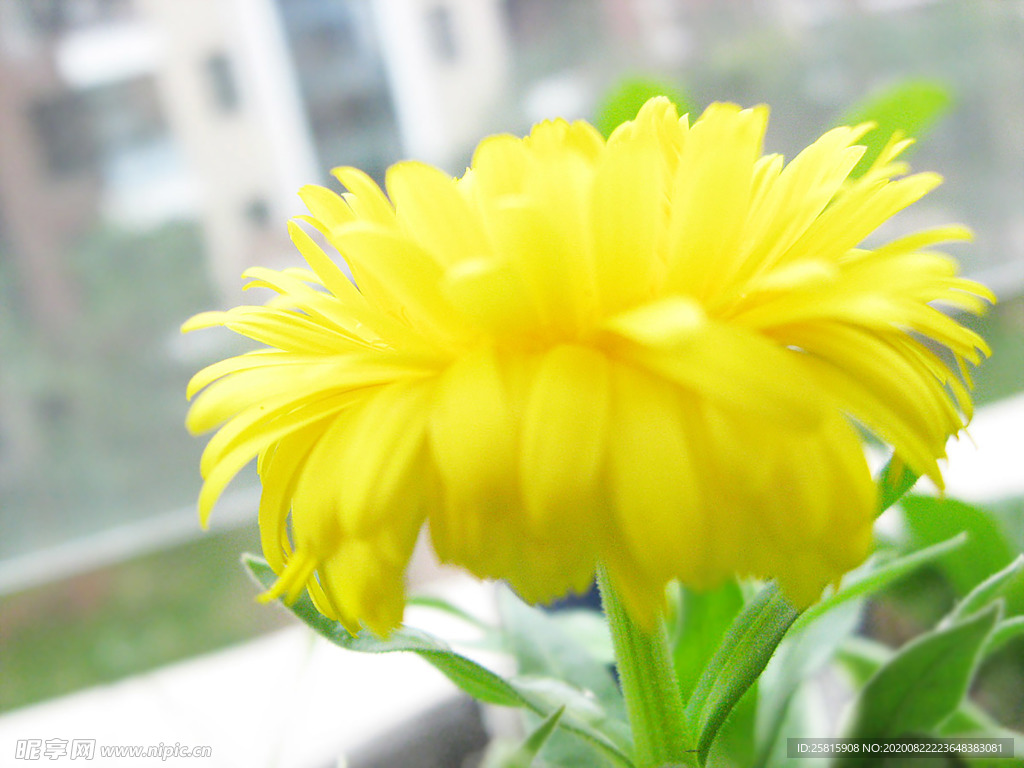 花草