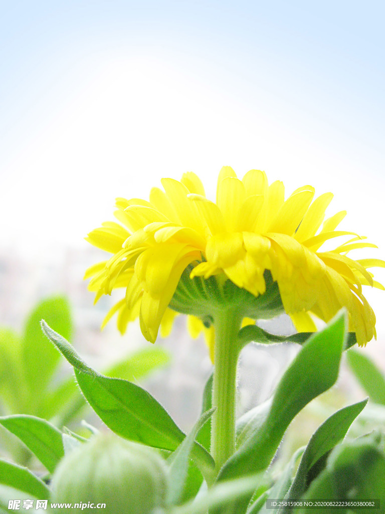 花草