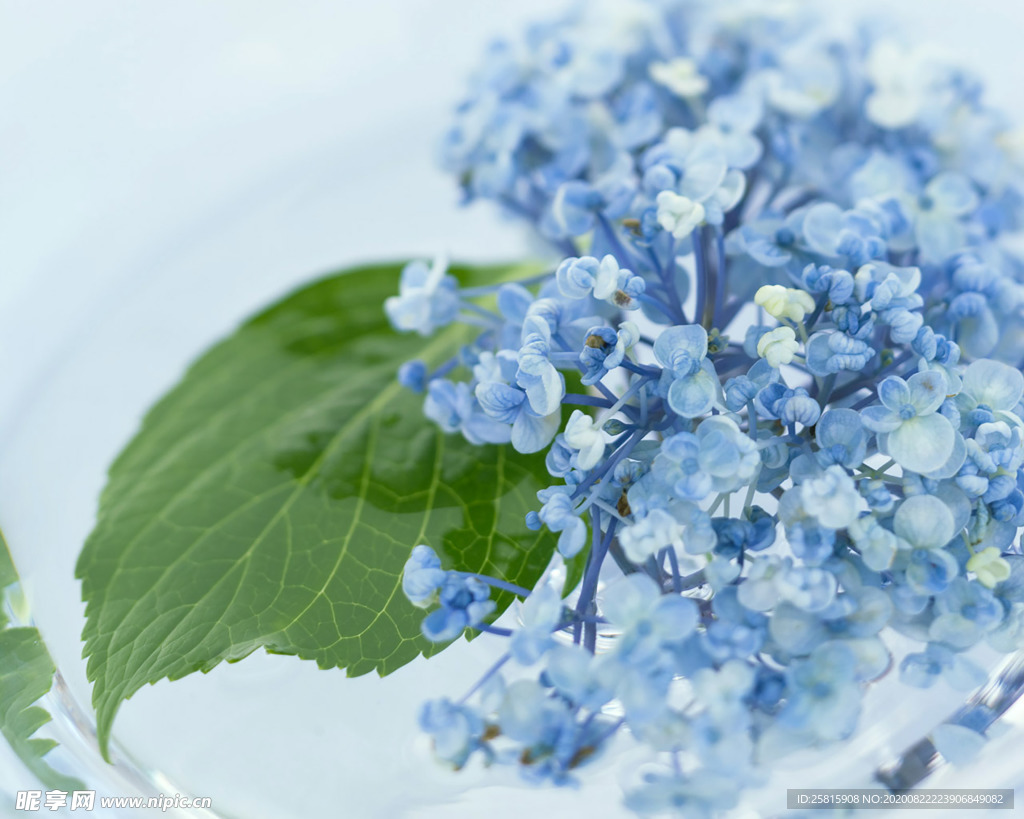 花草