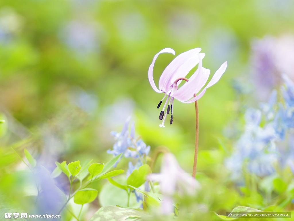 花卉