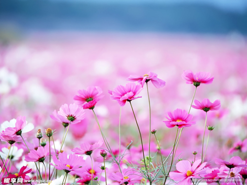 花卉