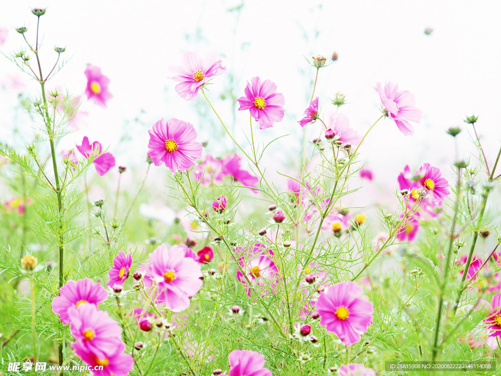 花卉